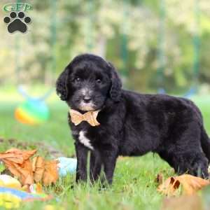 Theo, Sheepadoodle Puppy